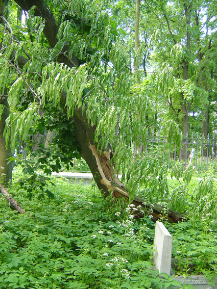 ������������� ������. ���������� ����� 09 ���� 2008 ����. ���� 01